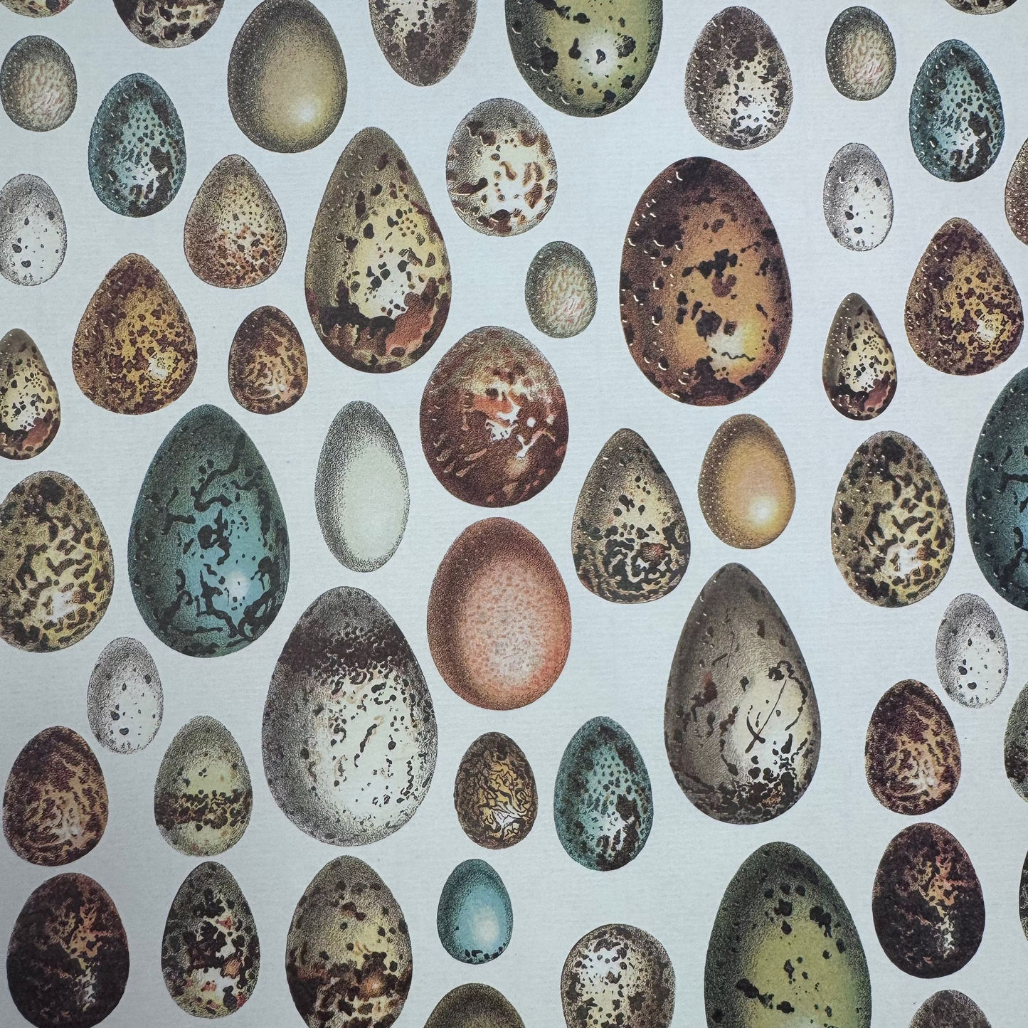 Papel huevos , 50 x 70 85gr