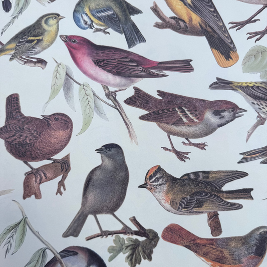 Papel Pájaros 50x70 , 85 gr